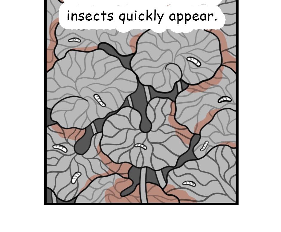 Image 2 Cut