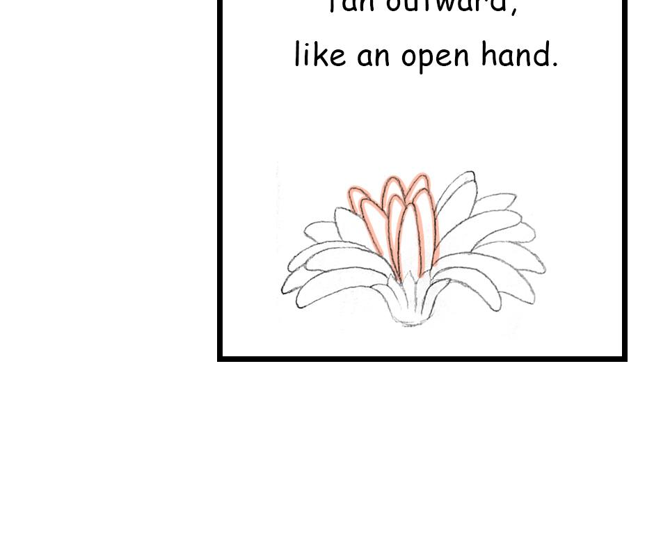 Mikesaka Art Class (◆Episodes are about art methods.) - Episode 143, Page 2: 111. ◆Sketching a Gerbera from Every Angle(2/3)