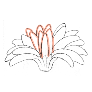  - Episode 143: 111. ◆Sketching a Gerbera from Every Angle(2/3)