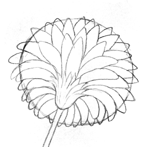  - Episode 144: 111. ◆Sketching a Gerbera from Every Angle(3/3)