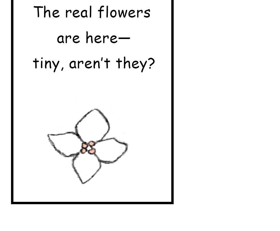 Mikesaka Art Class (◆Episodes are about art methods.) - Episode 146, Page 2: 113. ◆Sketching a Hydrangea