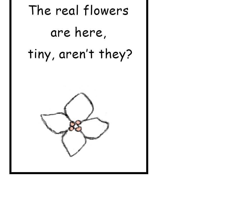 Mikesaka Art Class (◆Episodes are about art methods.) - Episode 146, Page 2: 113. ◆Sketching a Hydrangea