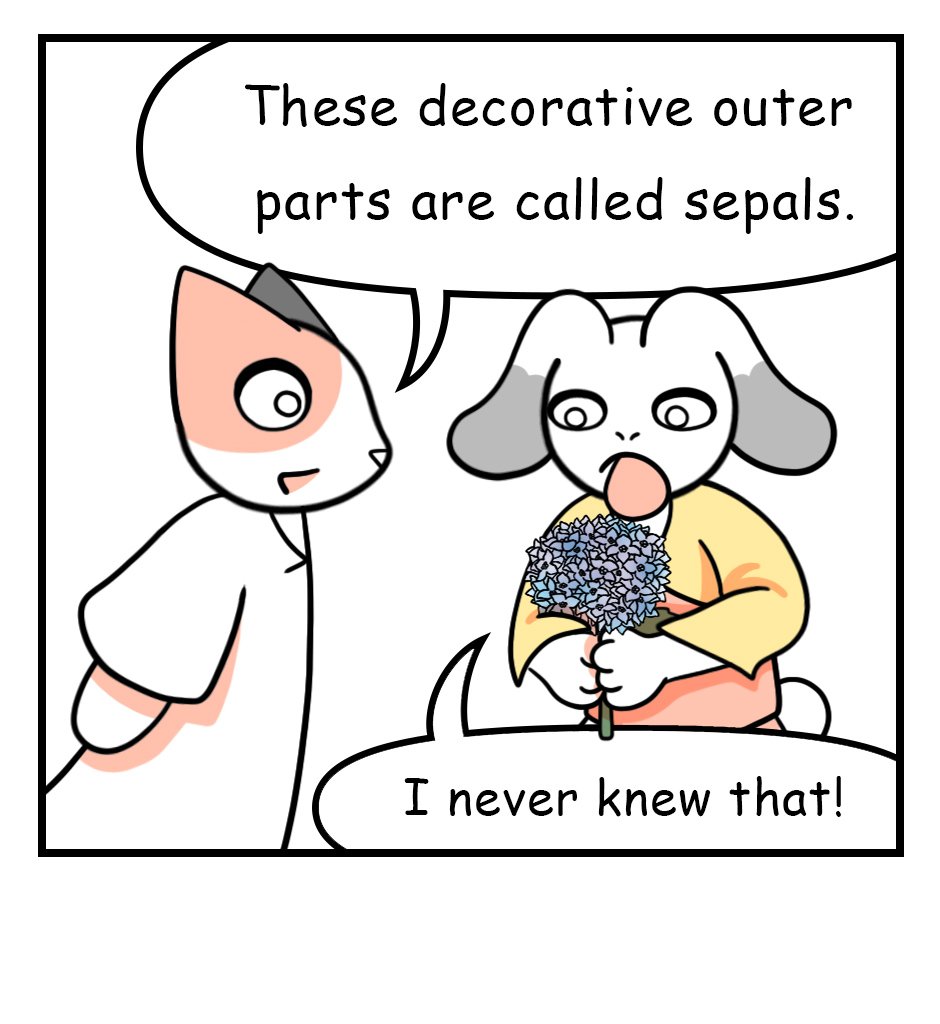 Mikesaka Art Class (◆Episodes are about art methods.) - Episode 146, Page 3: 113. ◆Sketching a Hydrangea