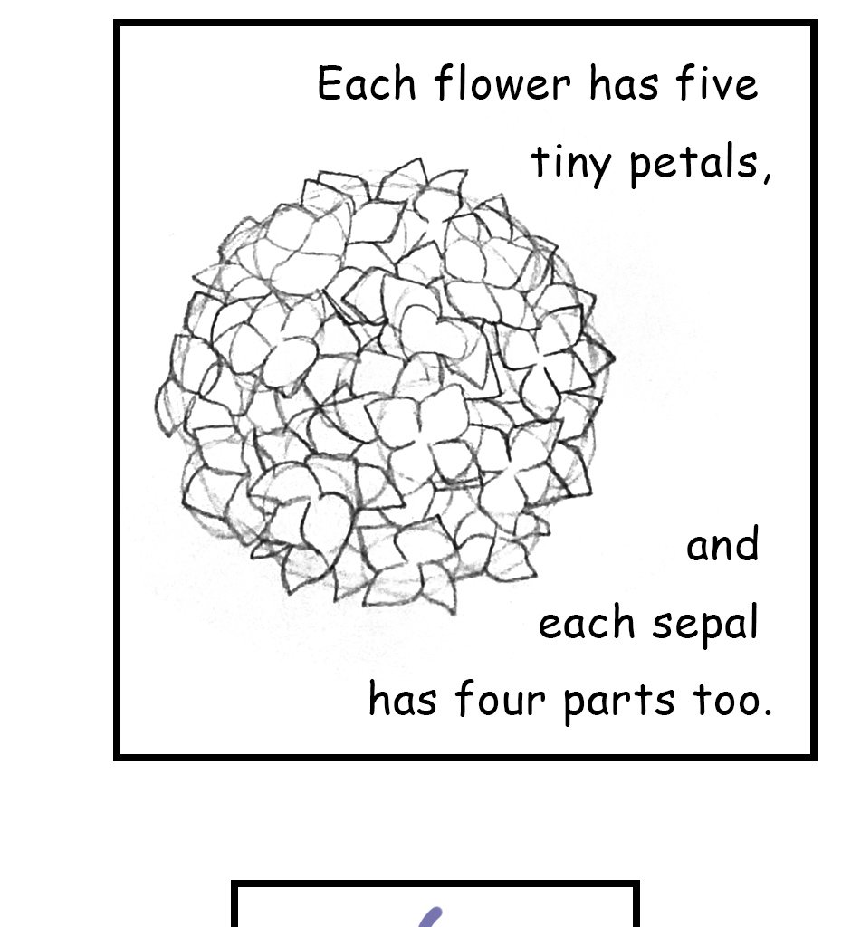Mikesaka Art Class (◆Episodes are about art methods.) - Episode 146, Page 5: 113. ◆Sketching a Hydrangea