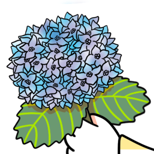  - Episode 146: 113. ◆Sketching a Hydrangea