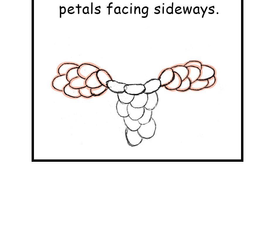 Mikesaka Art Class (◆Episodes are about art methods.) - Episode 147, Page 3: 114. ◆Sketching a Chrysanthemum