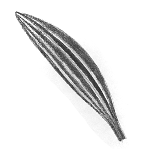 Mikesaka Art Class (◆Episodes are about art methods.) - Episode 152:  119. ◆Leaf Details