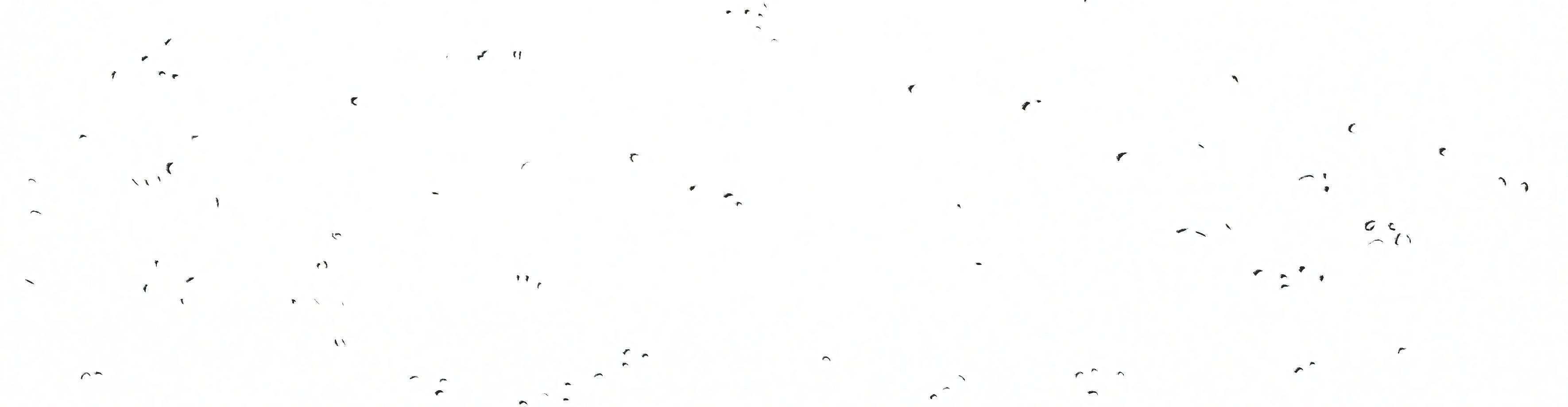 Image 5 Cut
